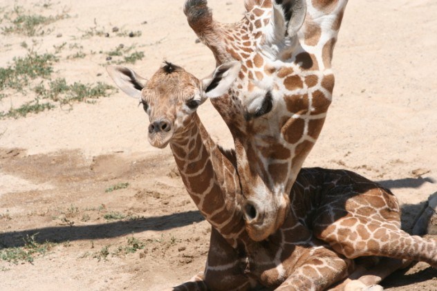 oh my god facts, animal facts, giraffe facts, african animals, cool facts, cool giraffes, lol facts, lol, fun facts about giraffes, bizarre giraffes, beautiful creatures, inspiring creatures, awkward giraffes, 10 fun facts, 10 animal facts,