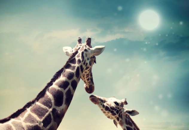 oh my god facts, animal facts, giraffe facts, african animals, cool facts, cool giraffes, lol facts, lol, fun facts about giraffes, bizarre giraffes, beautiful creatures, inspiring creatures, awkward giraffes, 10 fun facts, 10 animal facts,