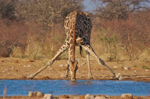 oh my god facts, animal facts, giraffe facts, african animals, cool facts, cool giraffes, lol facts, lol, fun facts about giraffes, bizarre giraffes, beautiful creatures, inspiring creatures, awkward giraffes, 10 fun facts, 10 animal facts,