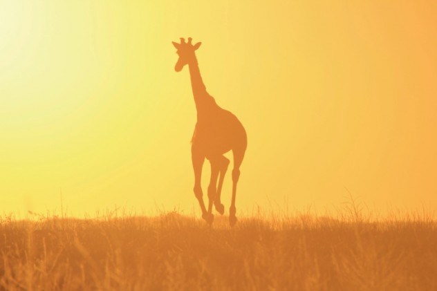 oh my god facts, animal facts, giraffe facts, african animals, cool facts, cool giraffes, lol facts, lol, fun facts about giraffes, bizarre giraffes, beautiful creatures, inspiring creatures, awkward giraffes, 10 fun facts, 10 animal facts,