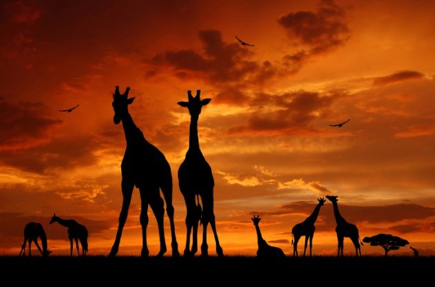 oh my god facts, animal facts, giraffe facts, african animals, cool facts, cool giraffes, lol facts, lol, fun facts about giraffes, bizarre giraffes, beautiful creatures, inspiring creatures, awkward giraffes, 10 fun facts, 10 animal facts,