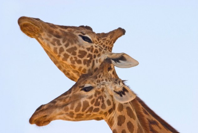 oh my god facts, animal facts, giraffe facts, african animals, cool facts, cool giraffes, lol facts, lol, fun facts about giraffes, bizarre giraffes, beautiful creatures, inspiring creatures, awkward giraffes, 10 fun facts, 10 animal facts,