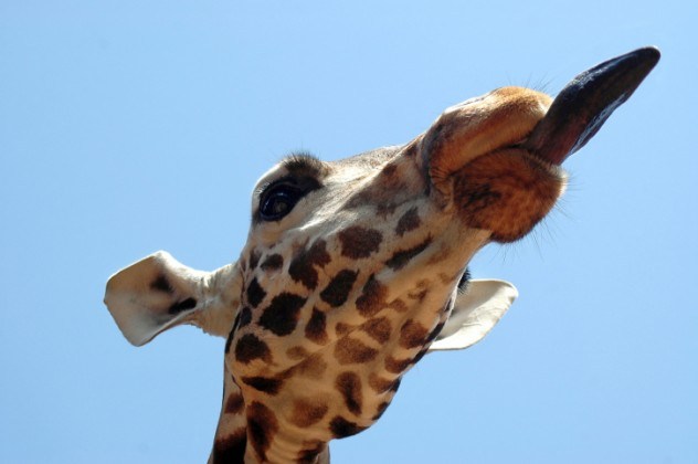 oh my god facts, animal facts, giraffe facts, african animals, cool facts, cool giraffes, lol facts, lol, fun facts about giraffes, bizarre giraffes, beautiful creatures, inspiring creatures, awkward giraffes, 10 fun facts, 10 animal facts,
