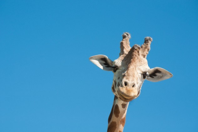 oh my god facts, animal facts, giraffe facts, african animals, cool facts, cool giraffes, lol facts, lol, fun facts about giraffes, bizarre giraffes, beautiful creatures, inspiring creatures, awkward giraffes, 10 fun facts, 10 animal facts,