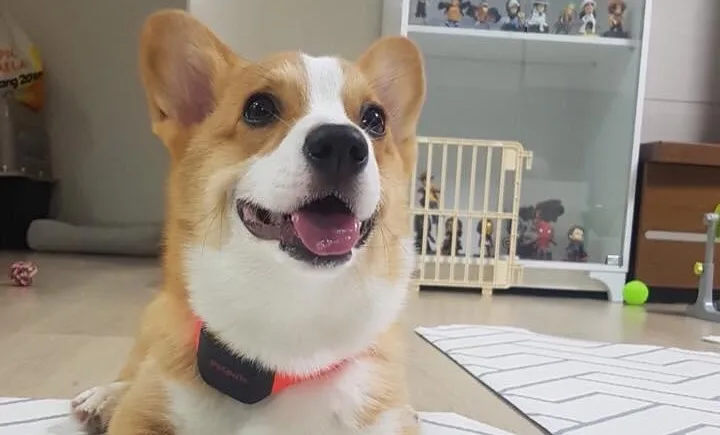 Petpuls AI-powered dog collar