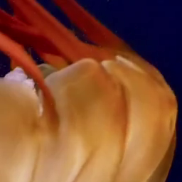 WebCodecs ہینڈ بک: براؤزرز میں بنیادی ویڈیو پروسیسنگ 28 10Mbps فریم