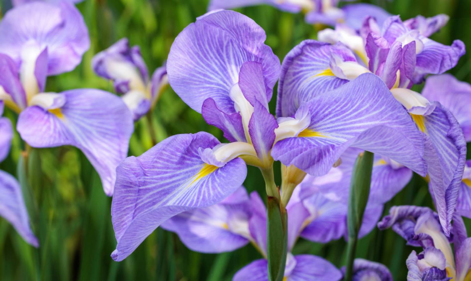 جامنی رنگ کے irises کھل رہے ہیں
