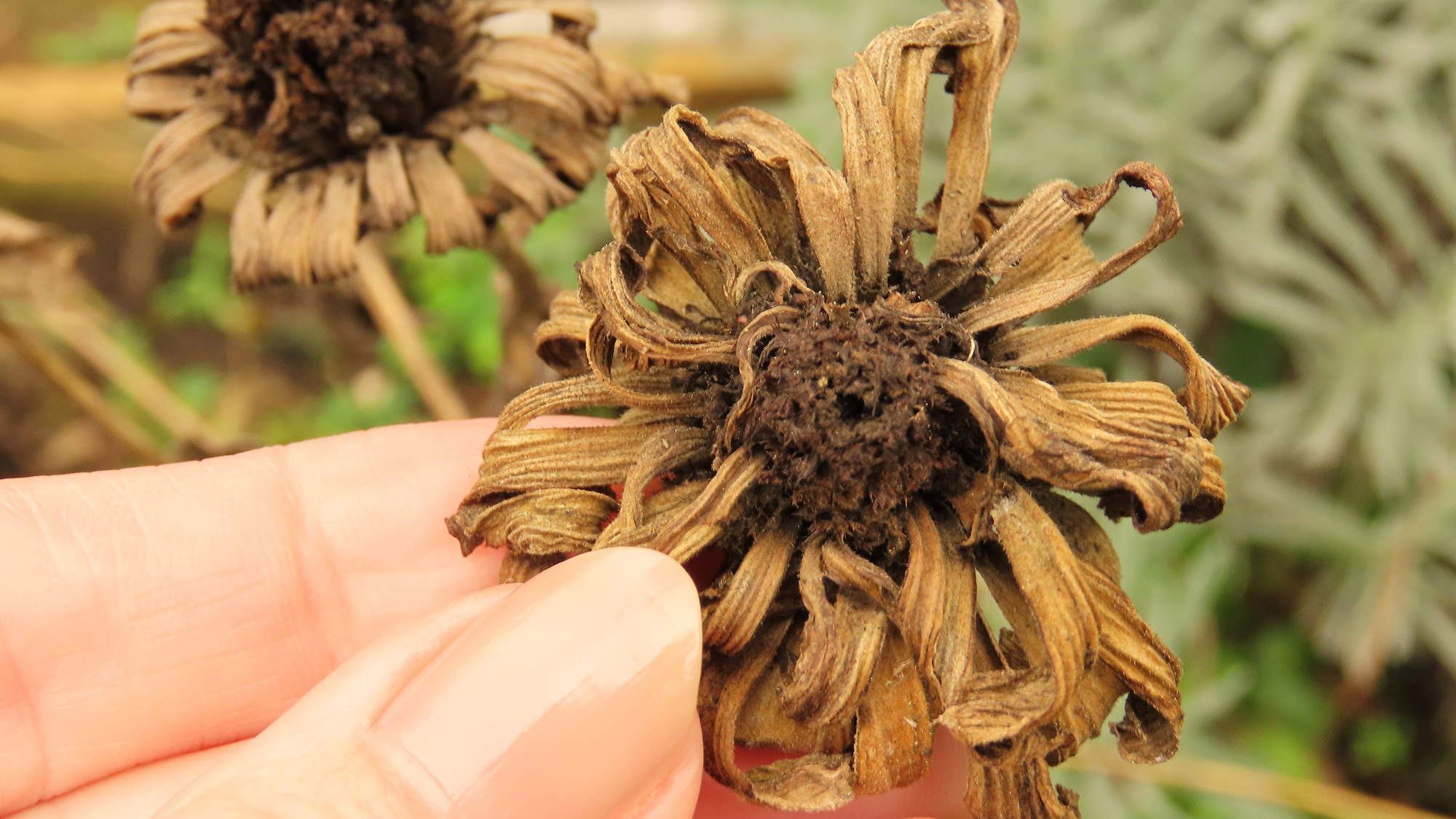 zinnia بیج سر